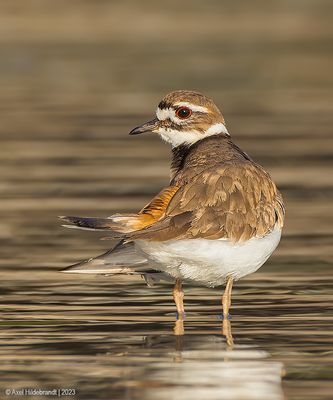 Killdeer08c9031.jpg