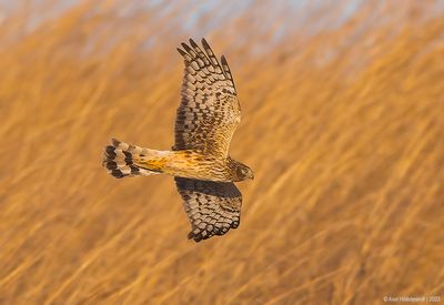 NorthernHarrier51c9432.jpg