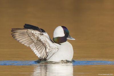 Bufflehead17c0789.jpg