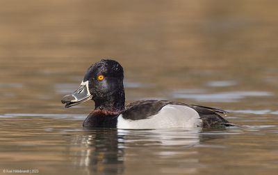 Ring-neckedDuck07c7135.jpg