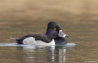 Ring-neckedDuck08c6870.jpg