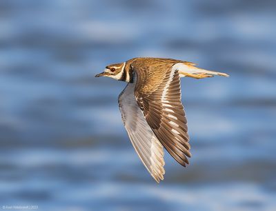 Killdeer09c2139.jpg