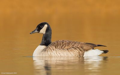 Canada Goose