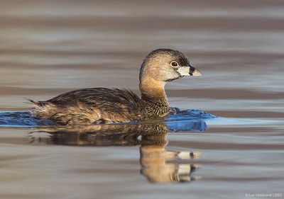 Pied-billedGrebe13c2999.jpg