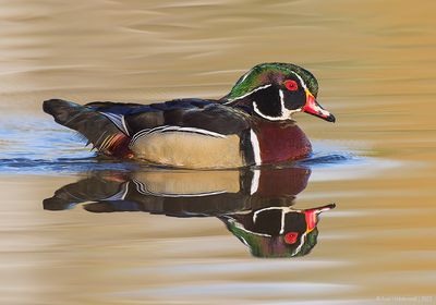 WoodDuck17c5780.jpg