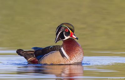 WoodDuck18c5421.jpg