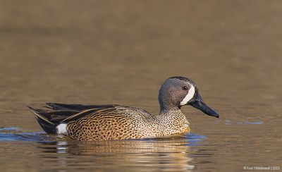 Blue-wingedTeal03c4555.jpg