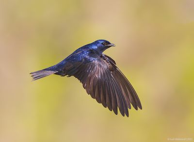 PurpleMartin16c7902.jpg