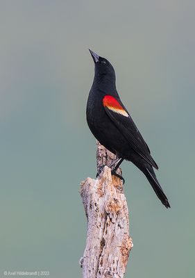 Red-wingedBlackbird76c7525.jpg