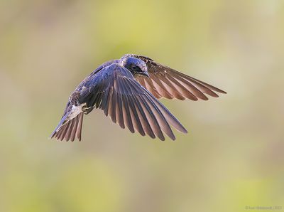 PurpleMartin17c7649.jpg