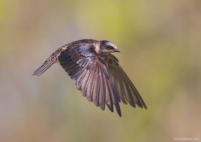 PurpleMartin19c9596.jpg