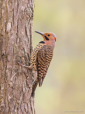 NorthernFlicker09c1952.jpg