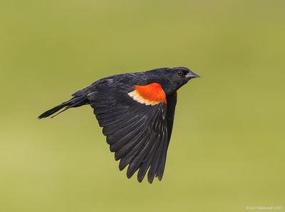 Red-wingedBlackbird77c2380.jpg