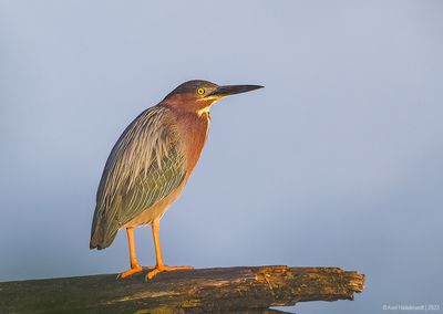 GreenHeron37c6113.jpg