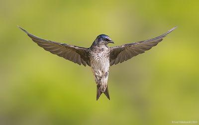 PurpleMartin22c6571.jpg