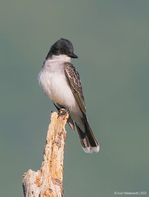 EasternKingbird39c6470.jpg