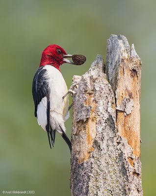 Red-headedWoodpecker32c7394.jpg