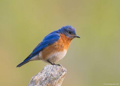 EasternBluebird15c1188.jpg