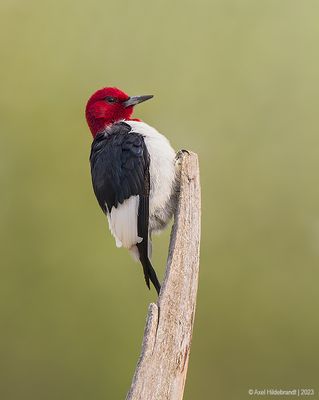 Red-headedWoodpecker37c1516.jpg