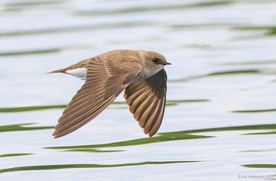 NorthernRough-wingedSwallow15c9570.jpg