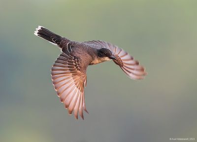 Eastern Kingbird