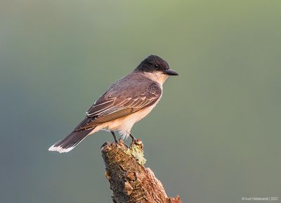 EasternKingbird43c1948.jpg