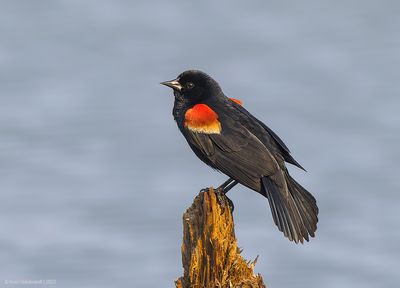 REd-wingedBlackbird79c2484.jpg