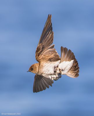 NorthernRough-wingedSwallow16c4427.jpg