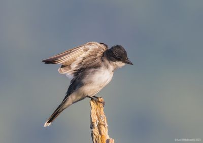 EasternKingbird48c7421.jpg