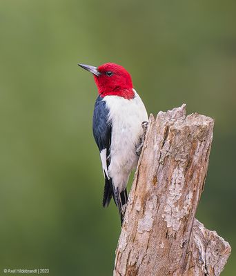 Red-headedWoodpecker39c0359.jpg