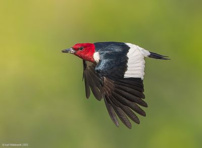 Red-headedWoodpecker43c1649.jpg