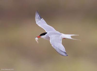 CommonTern202c5035.jpg