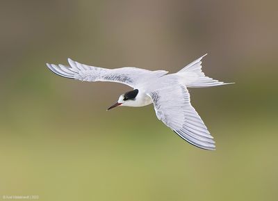 RoseateTern02c4361.jpg