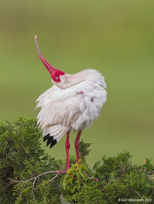 WhiteIbis06c0201.jpg