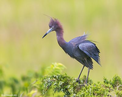 LittleBlueHeron33c1426.jpg