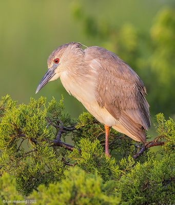 Black-crownedNight-Heron23c9586.jpg