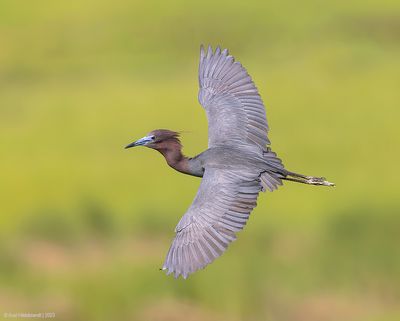 LittleBlueHeron36c6789.jpg