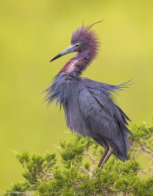 LittleBlueHeron38c1837.jpg