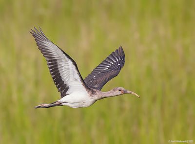 WhiteIbis09c2069.jpg