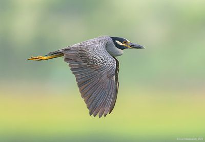 Yellow-crownedNight-Heron08c0725.jpg