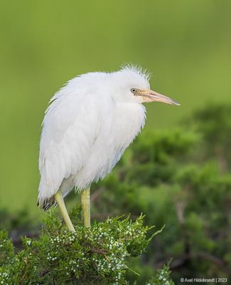 LittleBlueHeron39c9486.jpg