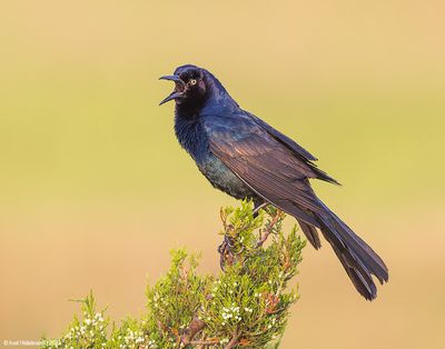 Boat-tailed Grackle