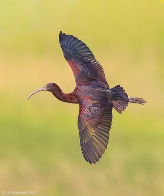 GlossyIbis15c6100.jpg