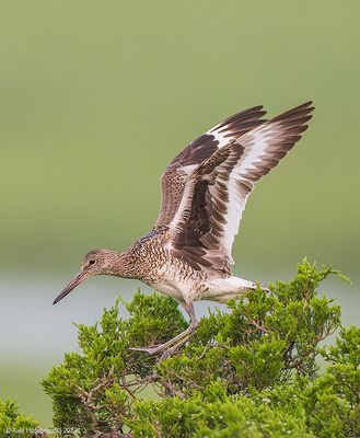 Willet20c2711.jpg