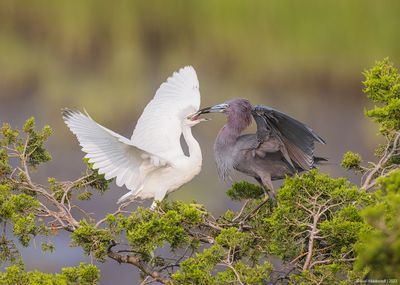 LittleBlueHeron42c5699.jpg