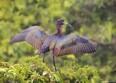 GlossyIbis16c1389.jpg