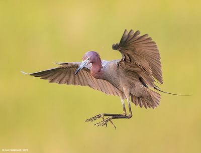 LittleBlueHeron43c3434.jpg