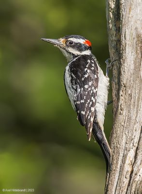 HairyWoodpecker21c6447.jpg