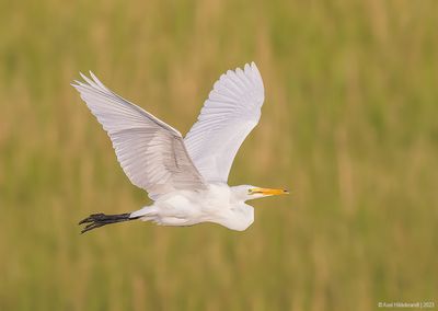 GreatEgret38c9653.jpg