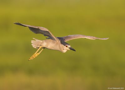 Black-crownedNight-Heron28c9354.jpg